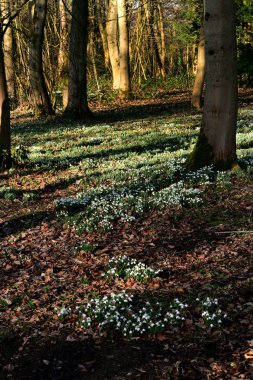 Sargı bahar kardelen