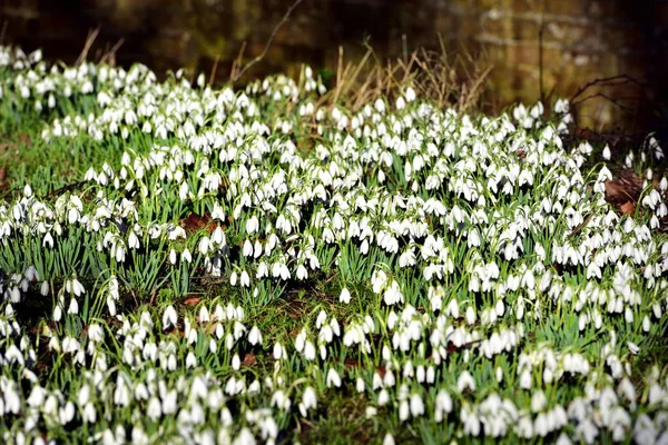 Swathe of Spring Snowdrops — Stock Photo, Image