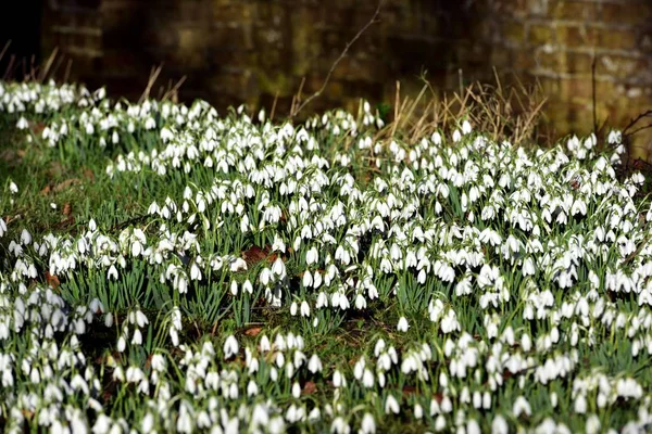Swathe of Spring Snowdrops — Stock Photo, Image