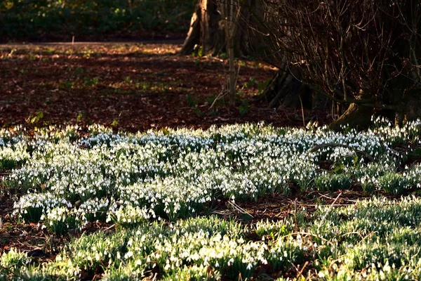 Insvepa av våren snödroppar — Stockfoto