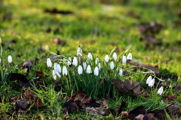 Tavaszi hóvirág csoportja — Stock Fotó