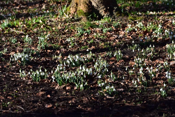 Insvepa av våren snödroppar — Stockfoto