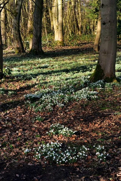 Swathe of Spring Gouttes de neige — Photo