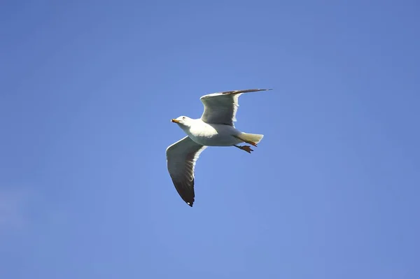 Gaivota voadora à procura de comida — Fotografia de Stock