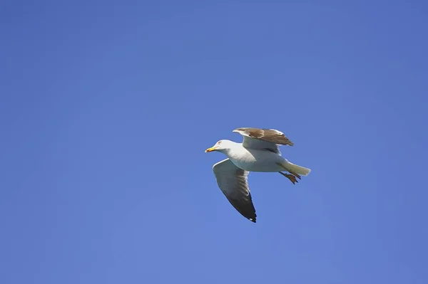 飞扬的海鸥寻找食物 — 图库照片