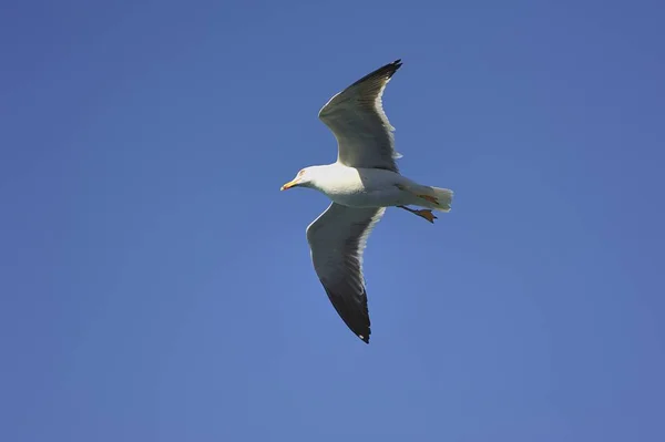 Gaivota voadora à procura de comida — Fotografia de Stock