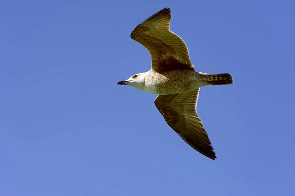 Soaring Seagull searching for food — Stock Photo, Image