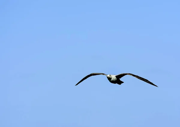 Soaring Seagull searching for food — Stock Photo, Image