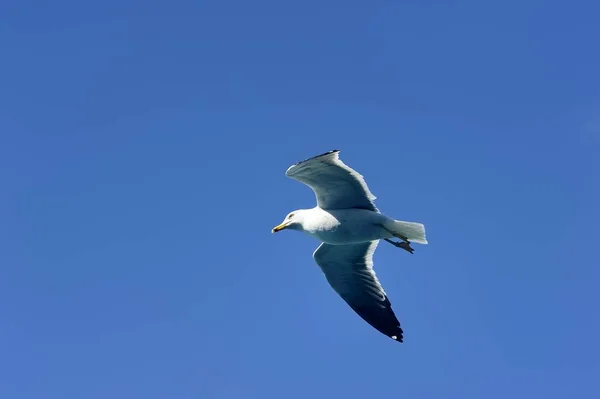 Gaivota voadora à procura de comida — Fotografia de Stock