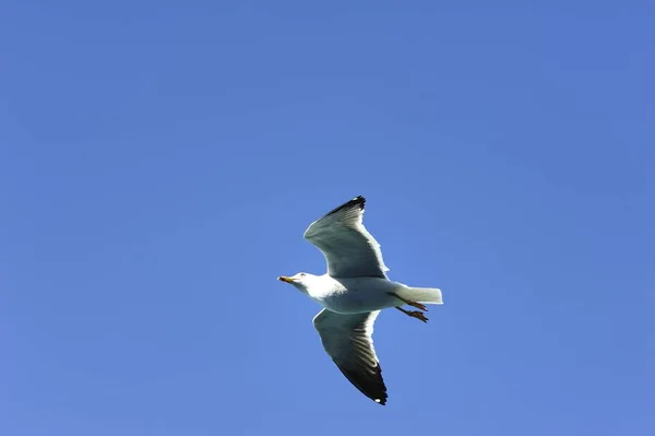 Gaivota voadora à procura de comida — Fotografia de Stock