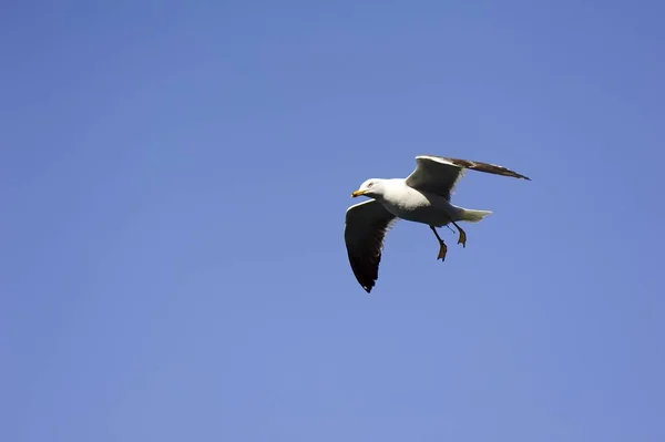 Soaring Seagull searching for food — Stock Photo, Image
