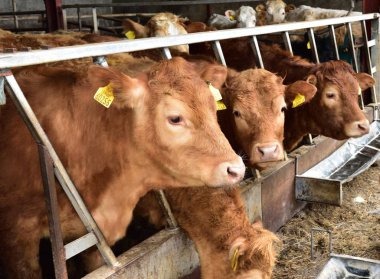 Kahverengi hepsi bir satırda