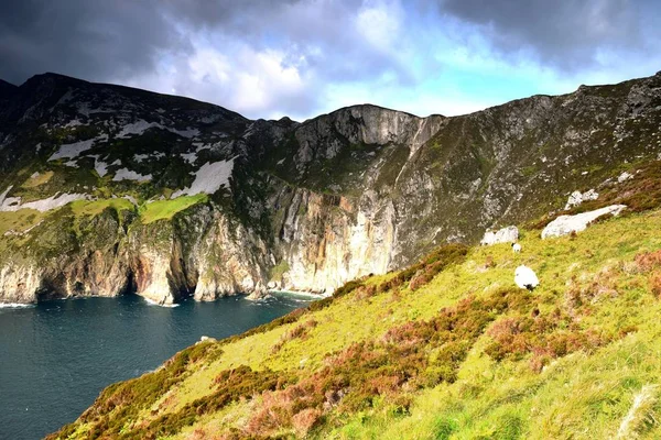 Ovinos e cordeiros nas falésias mais altas da Irlanda — Fotografia de Stock