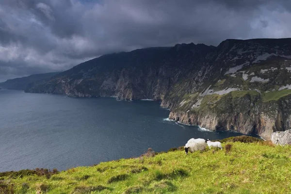 Moutons et agneaux sur les plus hautes falaises d'Irlande — Photo