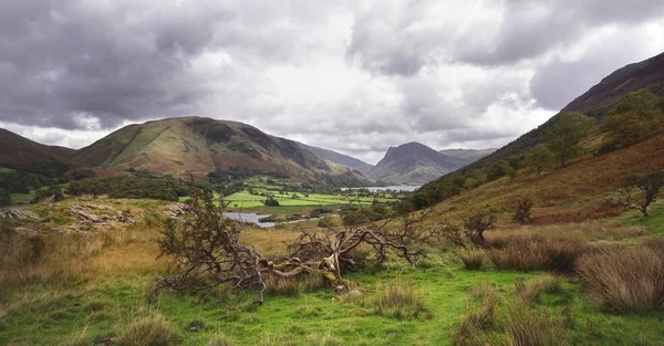 Fallen Hawthorn tree onder Red Pike — Gratis stockfoto