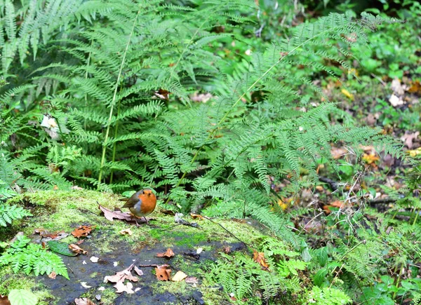 Rotkehlchen zwischen den Farnen — Stockfoto