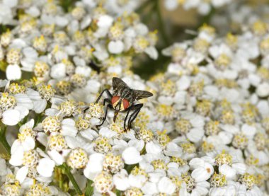 Ev sinek besleme sırasında nektar toplama