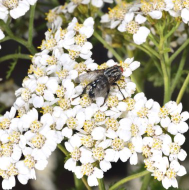 Ev sinek besleme sırasında nektar toplama