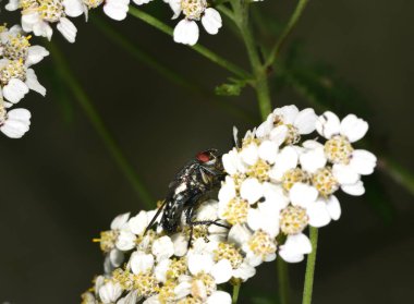 Ev sinek besleme sırasında nektar toplama