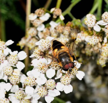 Hoverfly nektar beyaz bir çiçek le beslenen