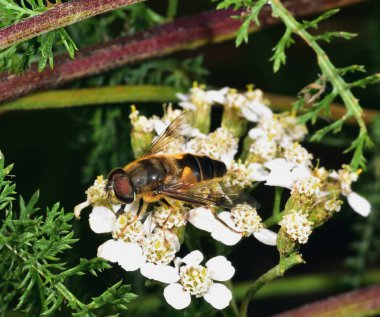 Hoverfly nektar beyaz bir çiçek le beslenen