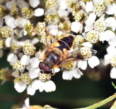 Hoverfly nektar beyaz bir çiçek le beslenen