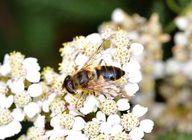 Hoverfly nektar beyaz bir çiçek le beslenen