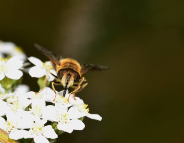 Hoverfly nektar beyaz bir çiçek le beslenen