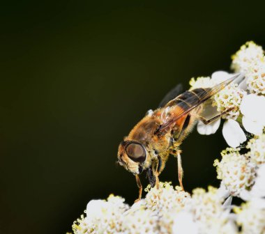 Hoverfly nektar beyaz bir çiçek le beslenen