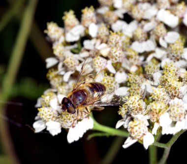 Hoverfly nektar beyaz bir çiçek le beslenen