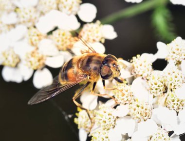 Hoverfly nektar beyaz bir çiçek le beslenen