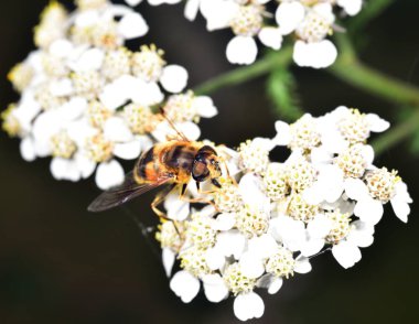Hoverfly nektar beyaz bir çiçek le beslenen