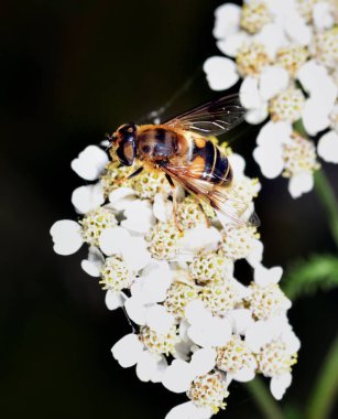 Hoverfly nektar beyaz bir çiçek le beslenen