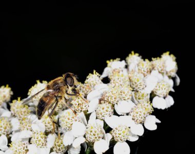 Hoverfly nektar beyaz bir çiçek le beslenen