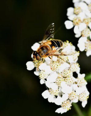 Hoverfly nektar beyaz bir çiçek le beslenen
