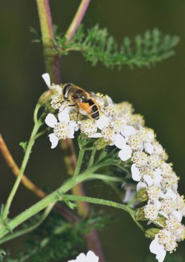 Hoverfly nektar beyaz bir çiçek le beslenen