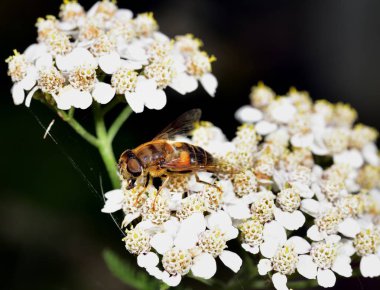 Hoverfly nektar beyaz bir çiçek le beslenen