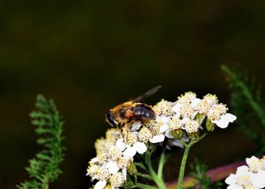 Hoverfly nektar beyaz bir çiçek le beslenen