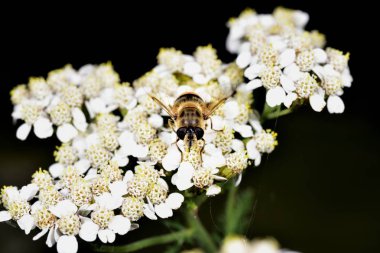 Hoverfly nektar beyaz bir çiçek le beslenen