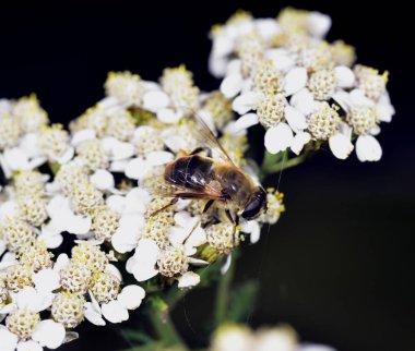 Hoverfly nektar beyaz bir çiçek le beslenen
