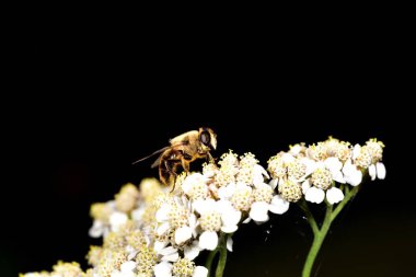 Hoverfly nektar beyaz bir çiçek le beslenen