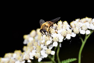 Hoverfly nektar beyaz bir çiçek le beslenen
