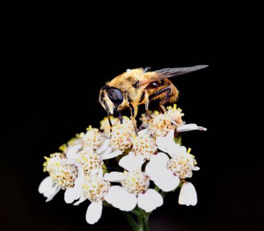 Hoverfly nektar beyaz bir çiçek le beslenen