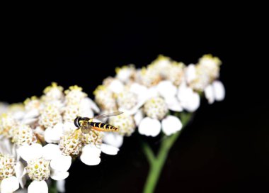 Hoverfly nektar beyaz bir çiçek le beslenen