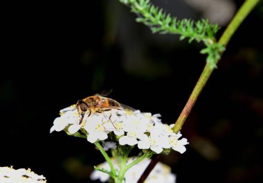 Hoverfly nektar beyaz bir çiçek le beslenen