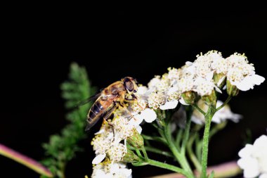 Hoverfly nektar beyaz bir çiçek le beslenen