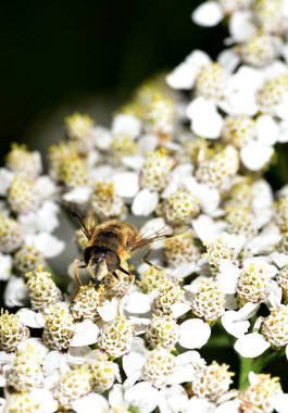 Hoverfly nektar beyaz bir çiçek le beslenen