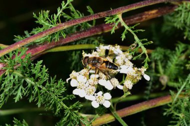 Hoverfly nektar beyaz bir çiçek le beslenen