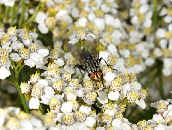 Ev sinek besleme sırasında nektar toplama