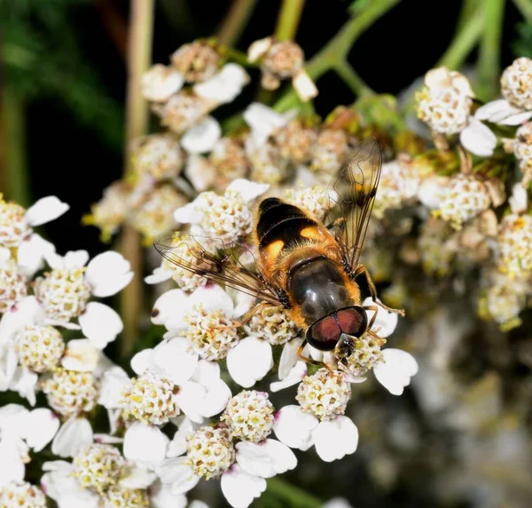 Hoverfly nektar beyaz bir çiçek le beslenen